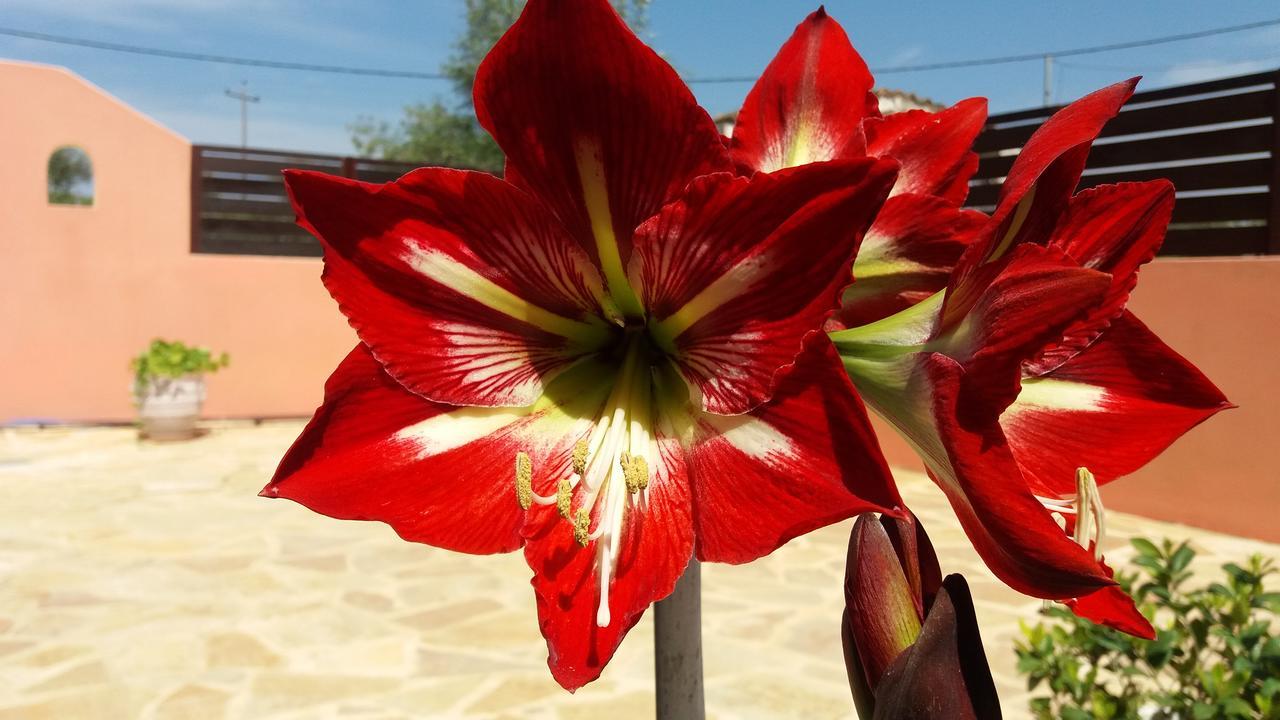Amaryllis Boutique Apartments Moraḯtika Exteriér fotografie